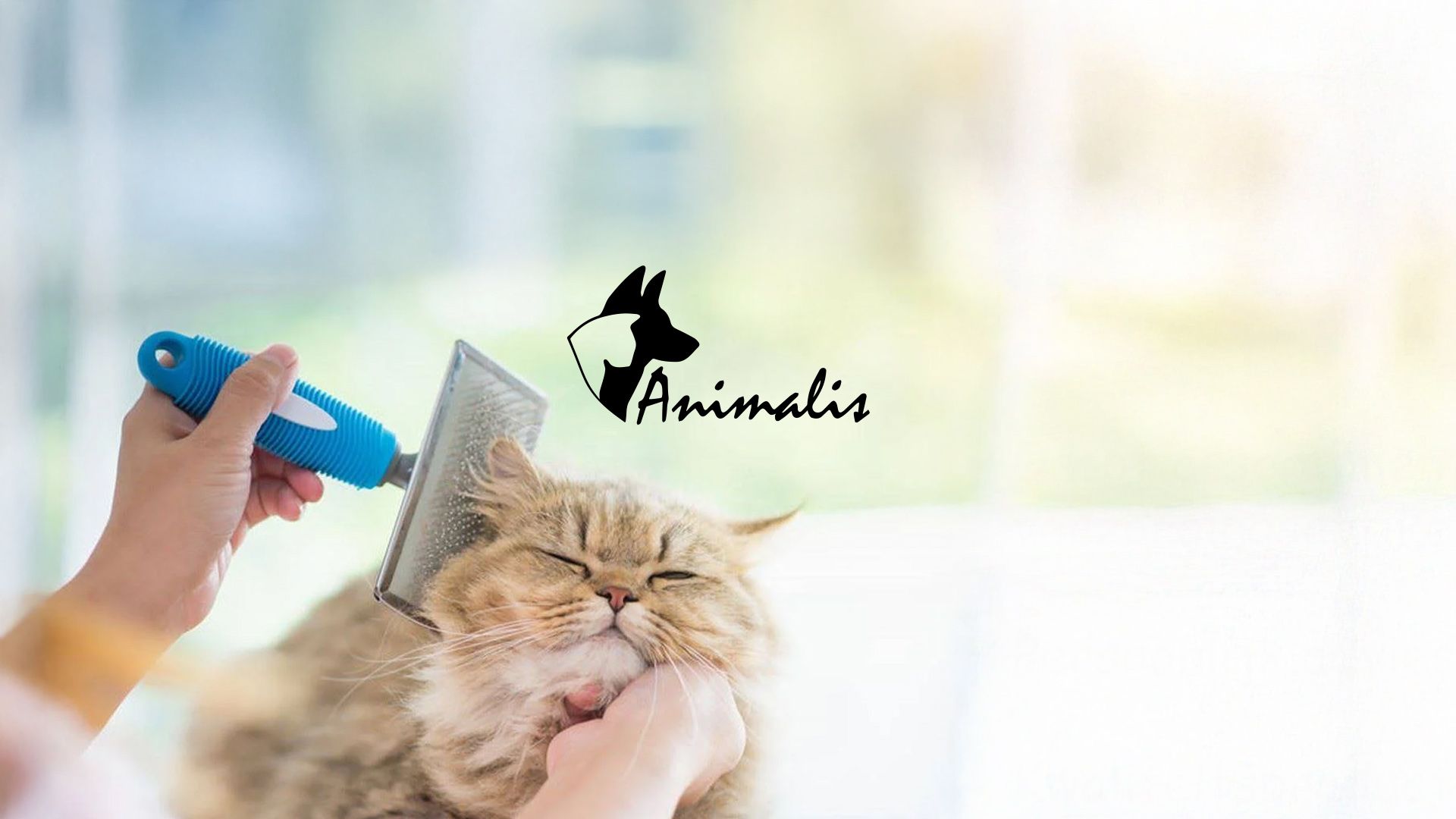 Hoopo. For really great cat products.