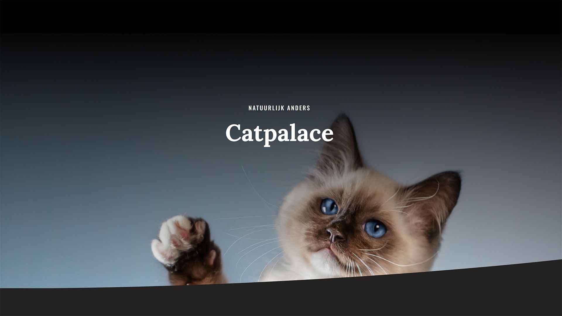 Hoopo. For really great cat products.