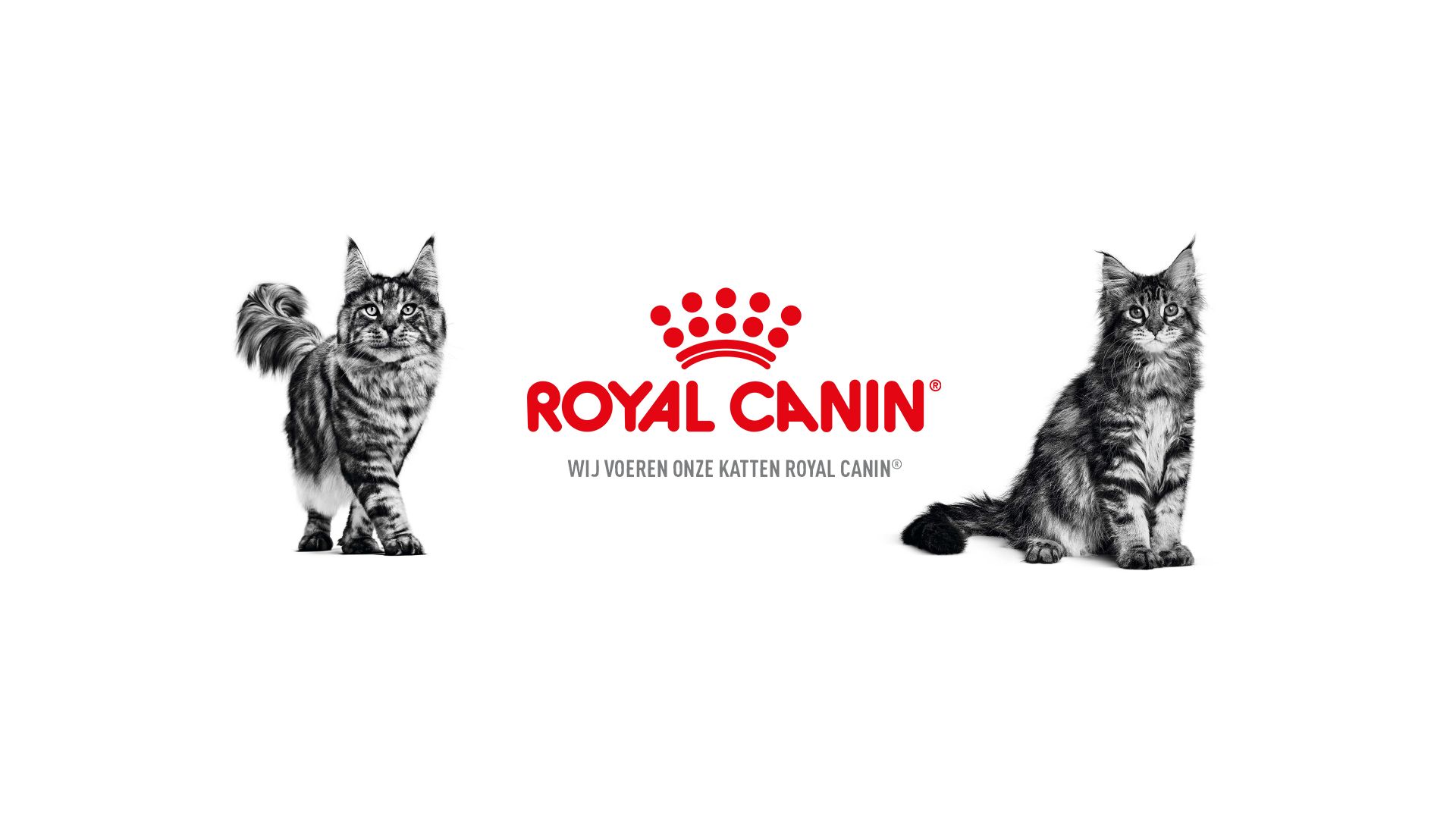 Hoopo. For really great cat products.