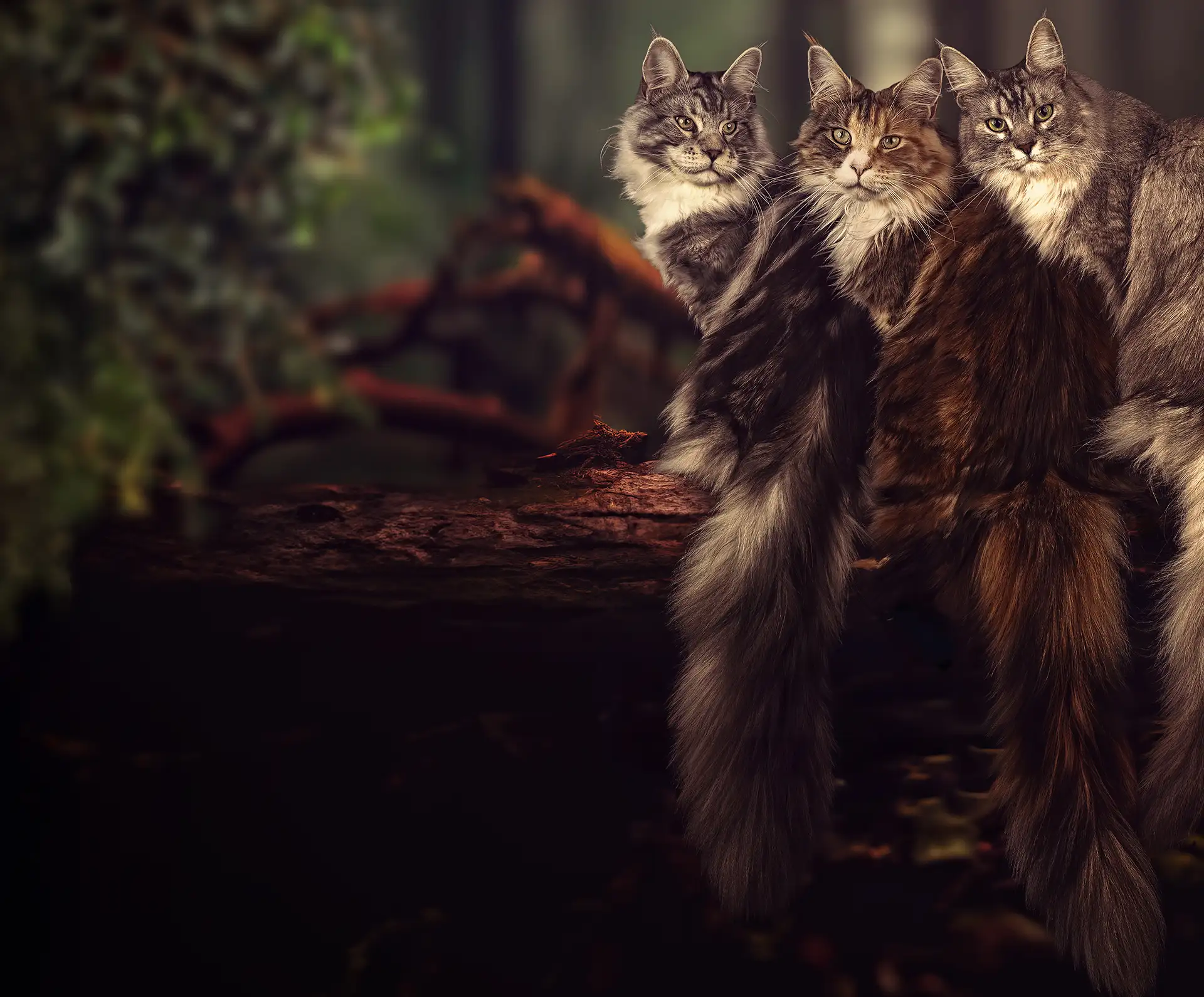 Drie Maine Coon katten zittend op een boomstam.