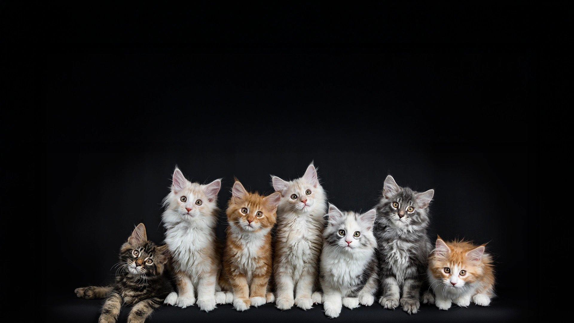 Maine Coons zittend op een rijtje.